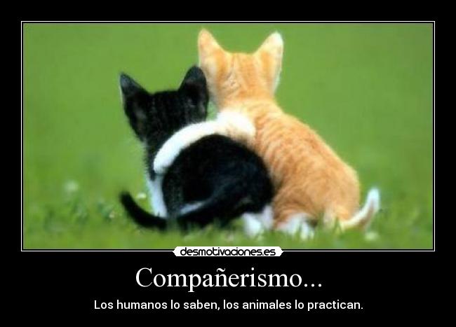 Compañerismo... - Los humanos lo saben, los animales lo practican.