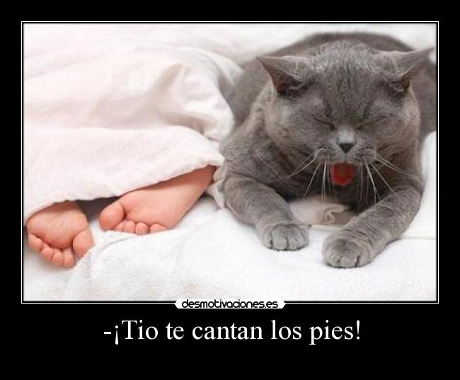 carteles pies gato desmotivaciones