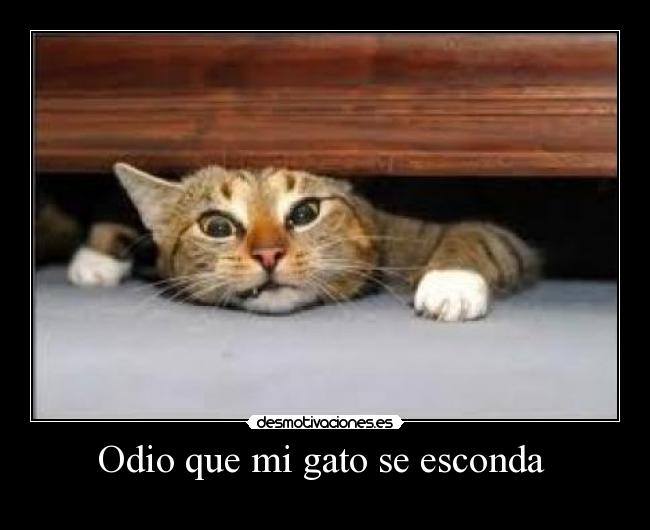 Odio que mi gato se esconda -