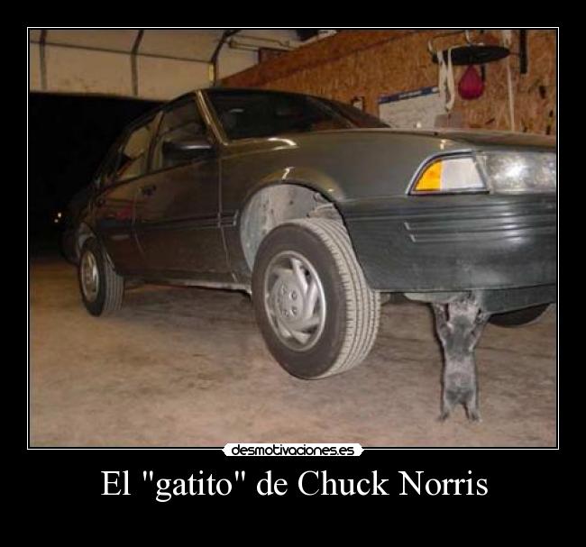 El gatito de Chuck Norris -