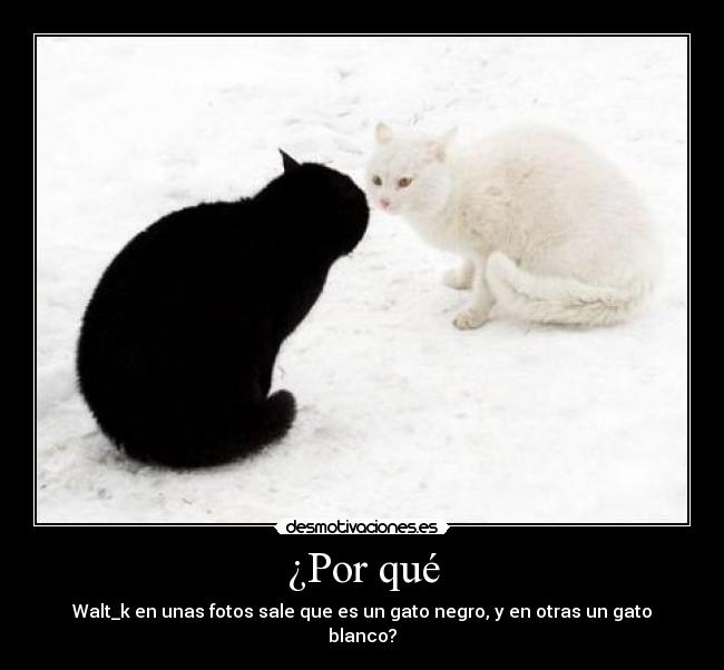 ¿Por qué - Walt_k en unas fotos sale que es un gato negro, y en otras un gato blanco?