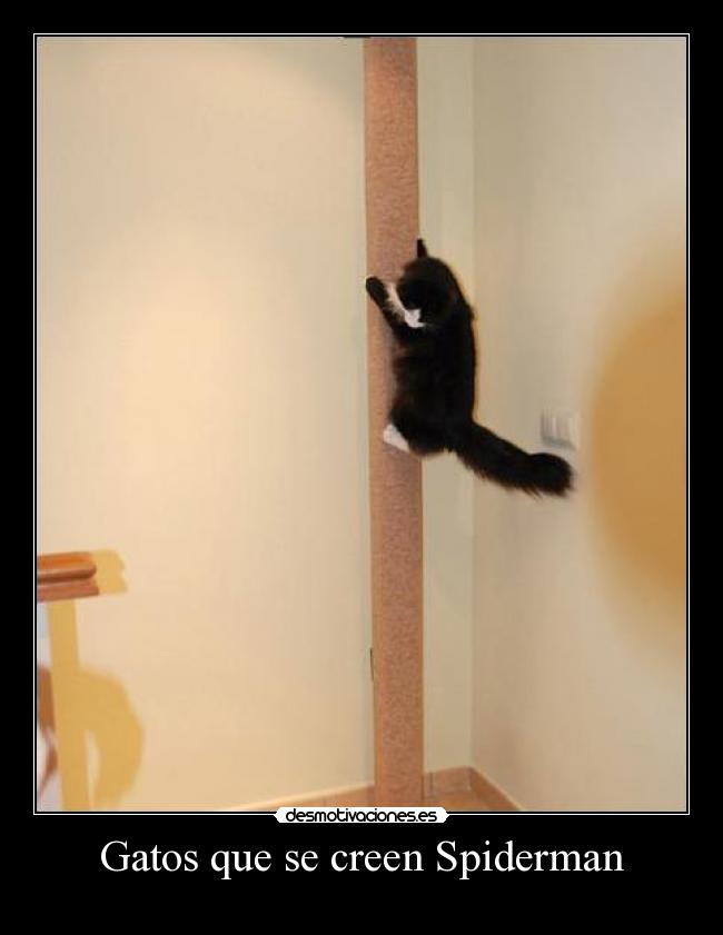 Gatos que se creen Spiderman - 