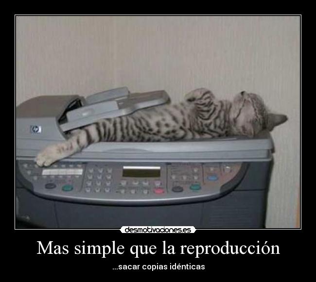 carteles cat desmotivaciones