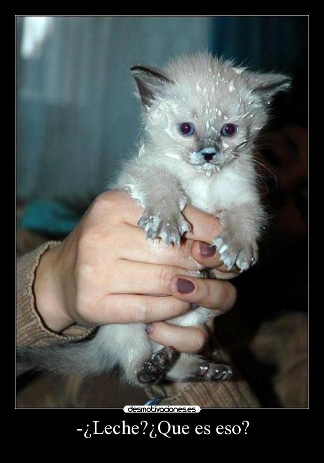 -¿Leche?¿Que es eso? - 