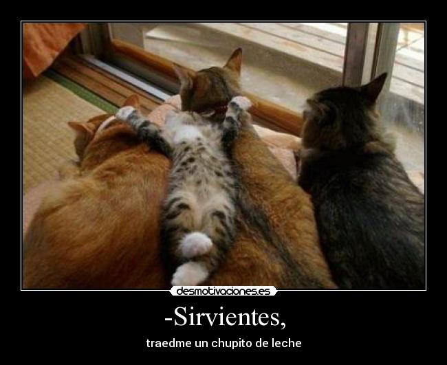 carteles gatos sirvientes chupito levhe desmotivaciones