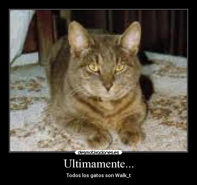 Ultimamente... - Todos los gatos son Walk_t