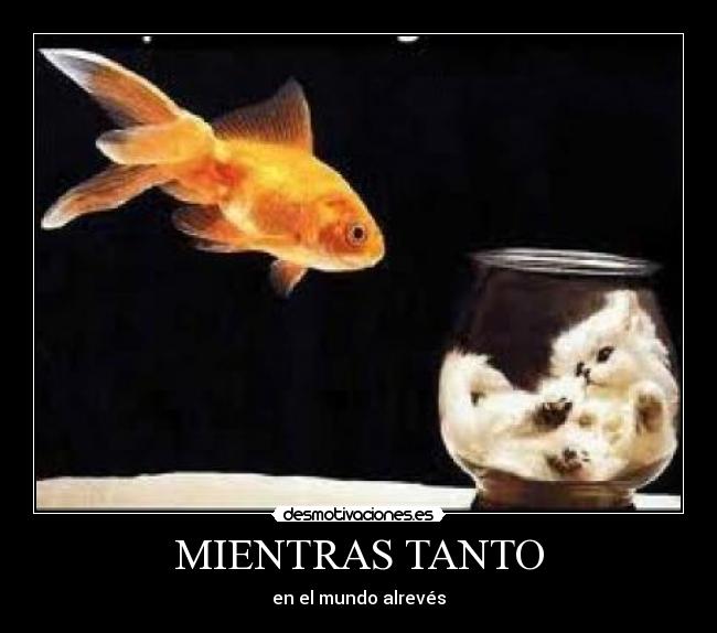 carteles miau desmotivaciones