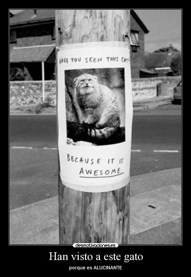 Han visto a este gato - porque es ALUCINANTE