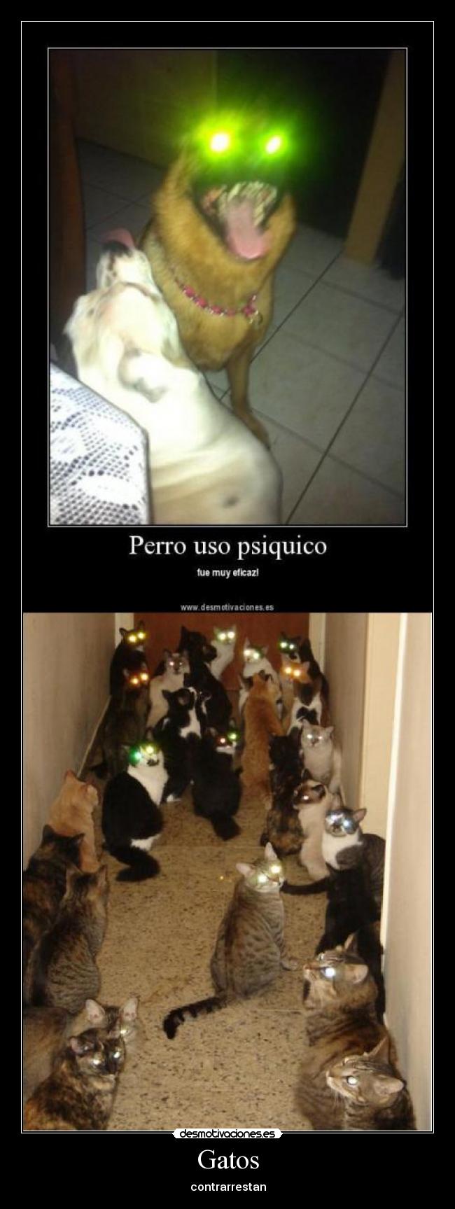 carteles gatos gatos desmotivaciones