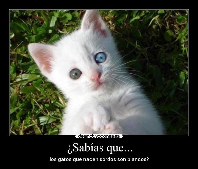 ¿Sabías que... - los gatos que nacen sordos son blancos?