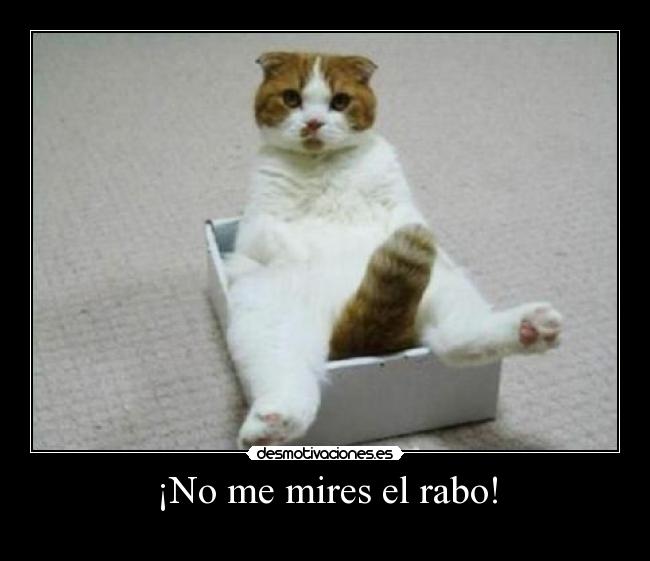¡No me mires el rabo! -