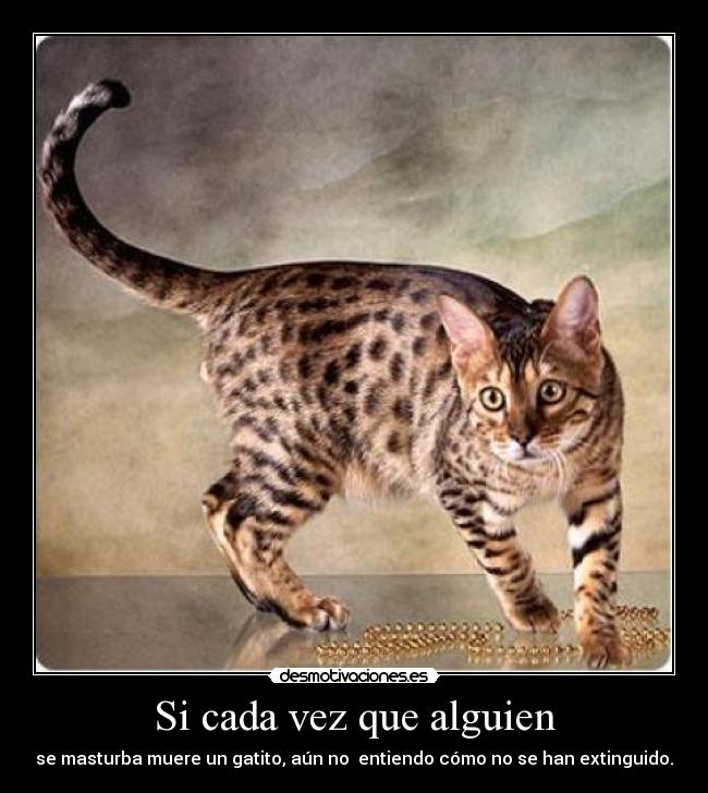 Si cada vez que alguien - se masturba muere un gatito, aún no  entiendo cómo no se han extinguido.