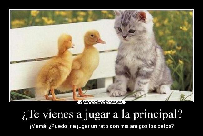 carteles gatosy patos desmotivaciones