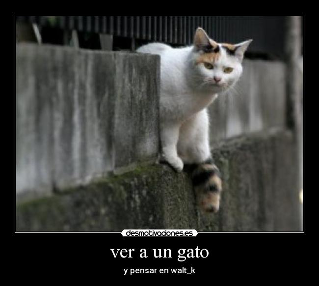 carteles ver gato desmotivaciones