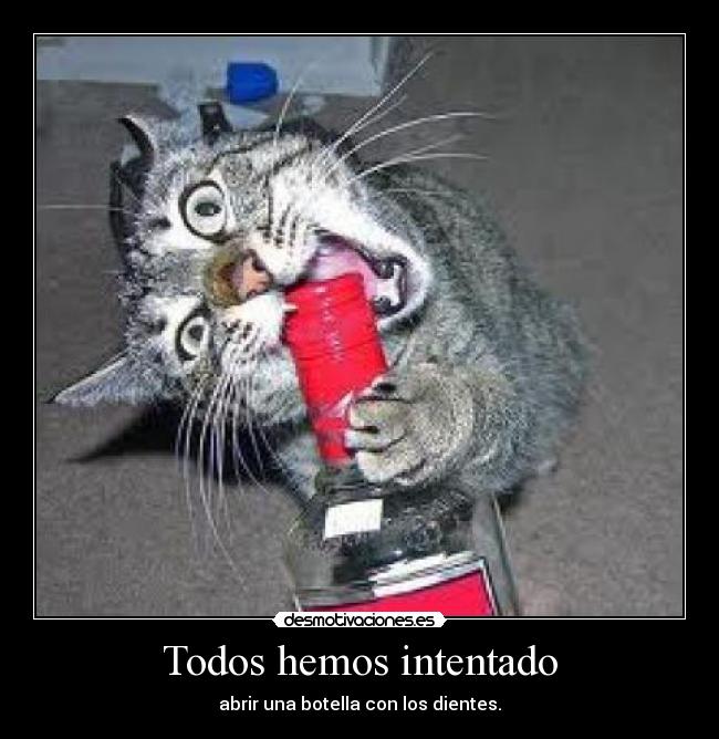 Todos hemos intentado - 