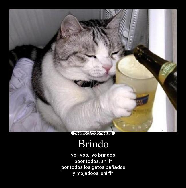 Brindo -