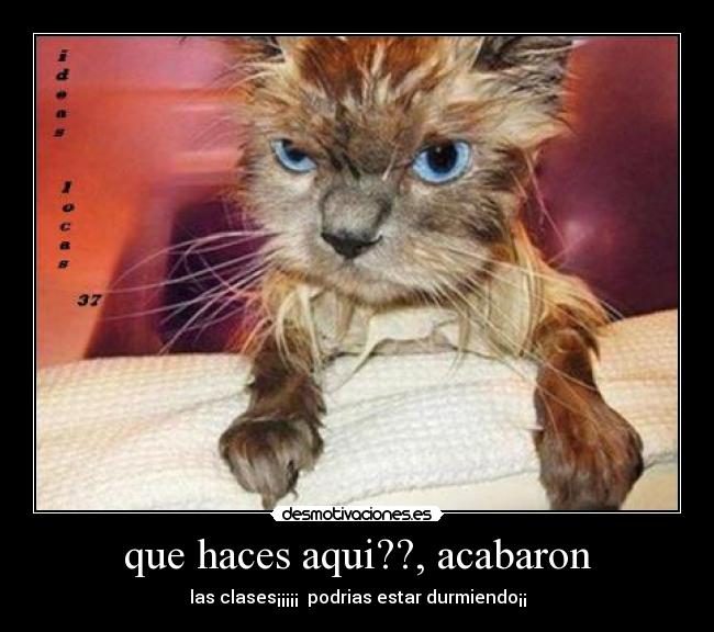 que haces aqui??, acabaron - 