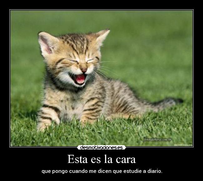 carteles gato feliz estudio desmotivaciones