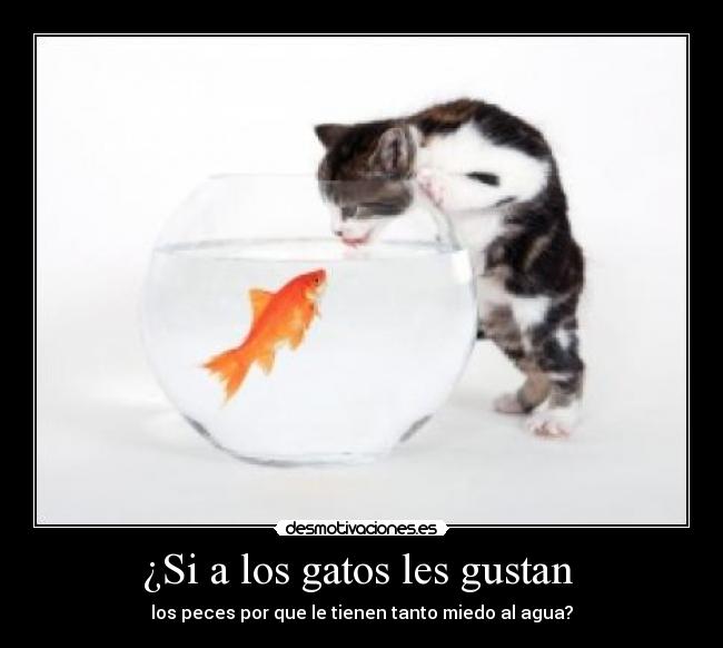 ¿Si a los gatos les gustan  - 