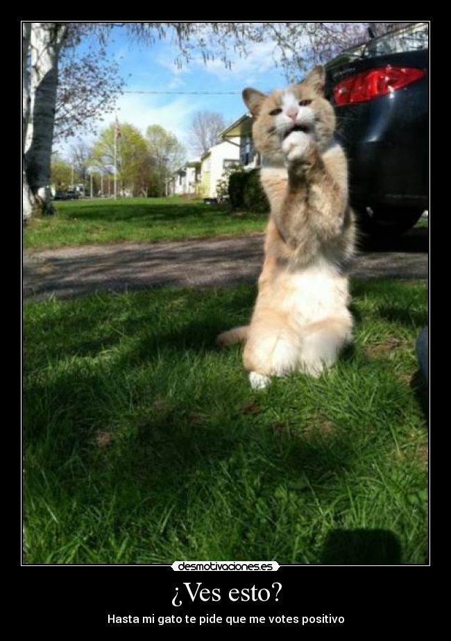 ¿Ves esto? - Hasta mi gato te pide que me votes positivo