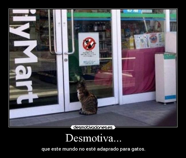 Desmotiva... - que este mundo no esté adaprado para gatos.