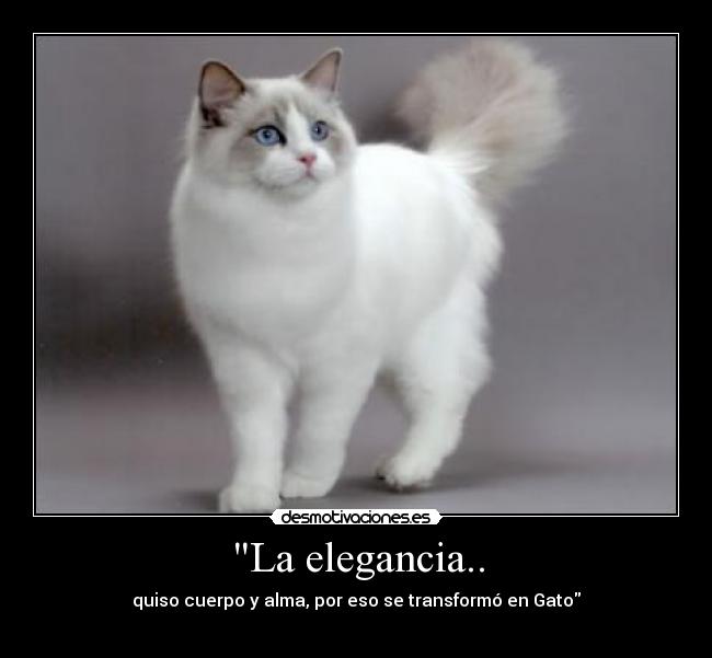 La elegancia.. - quiso cuerpo y alma, por eso se transformó en Gato