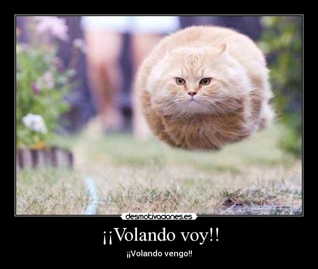 ¡¡Volando voy!! -