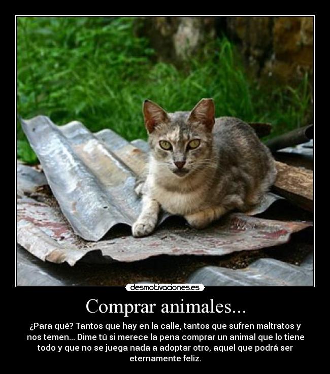 Comprar animales... - ¿Para qué? Tantos que hay en la calle, tantos que sufren maltratos y
nos temen... Dime tú si merece la pena comprar un animal que lo tiene
todo y que no se juega nada a adoptar otro, aquel que podrá ser
eternamente feliz.