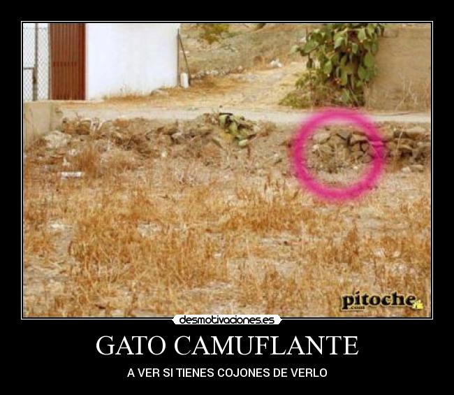GATO CAMUFLANTE - 