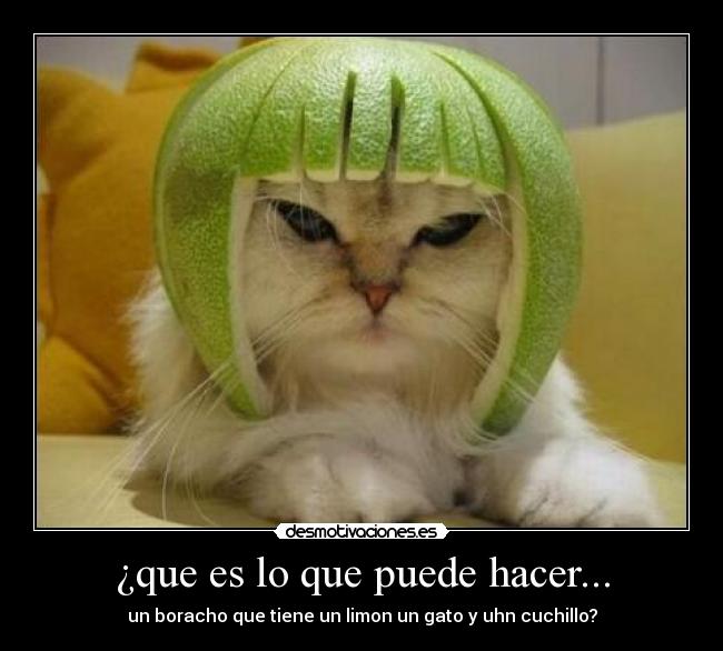 ¿que es lo que puede hacer... - un boracho que tiene un limon un gato y uhn cuchillo?