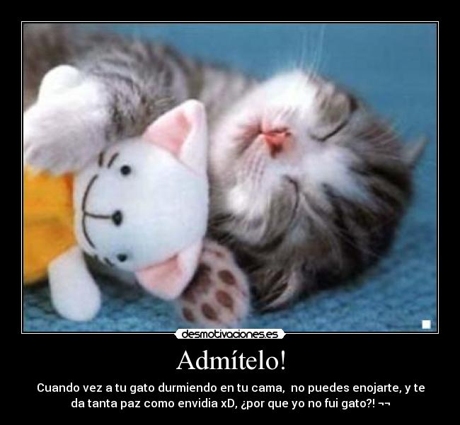 Admítelo! - Cuando vez a tu gato durmiendo en tu cama,  no puedes enojarte, y te
da tanta paz como envidia xD, ¿por que yo no fui gato?! ¬¬