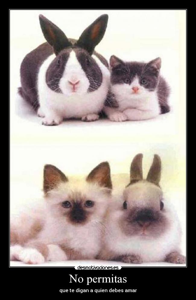 No permitas - 