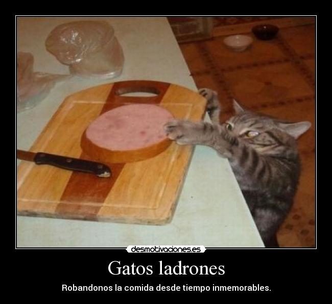 Gatos ladrones -