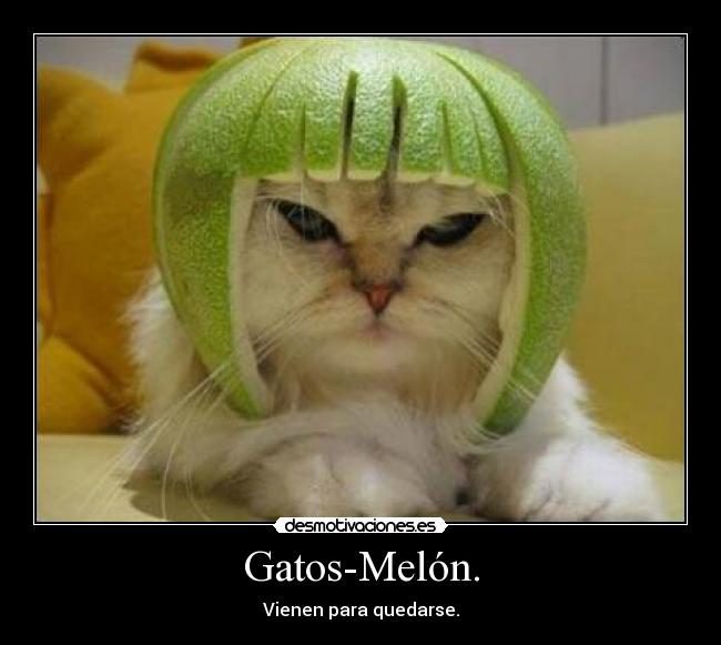 Gatos-Melón. - 
