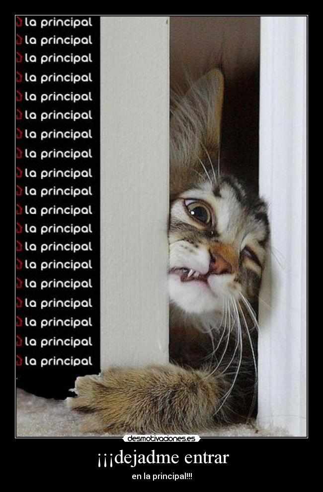 carteles principal dejadme entrar gatoswalt_k principal ojala que pudiese entrar desmotivaciones