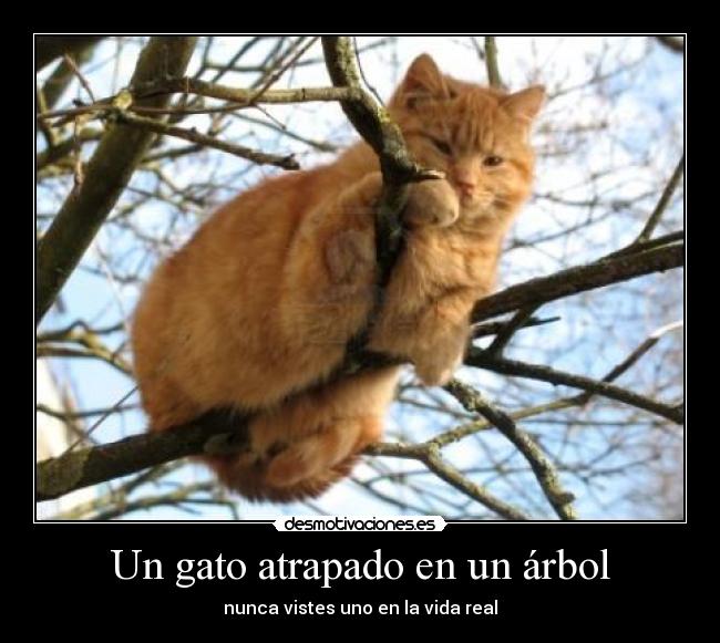 Un gato atrapado en un árbol - nunca vistes uno en la vida real