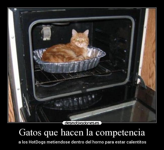 carteles gatos gatoshorno grill calor hotdog desmotivaciones