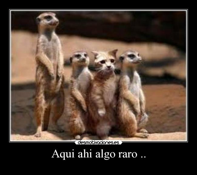 Aqui ahi algo raro .. - 