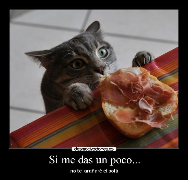 Si me das un poco... - no te  arañaré el sofá