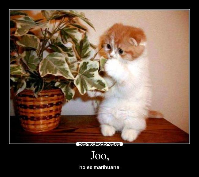 Joo, - no es marihuana.