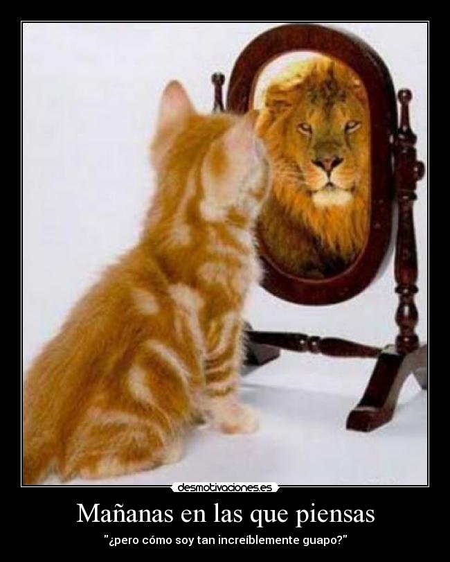 carteles gatoor desmotivaciones