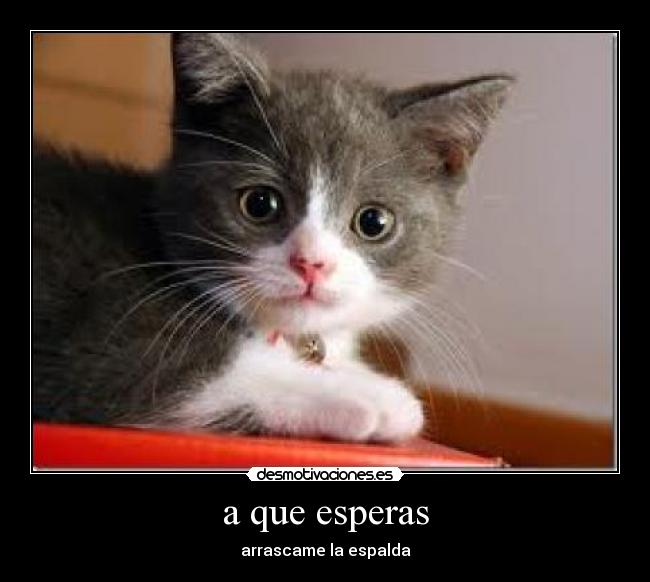 a que esperas - arrascame la espalda