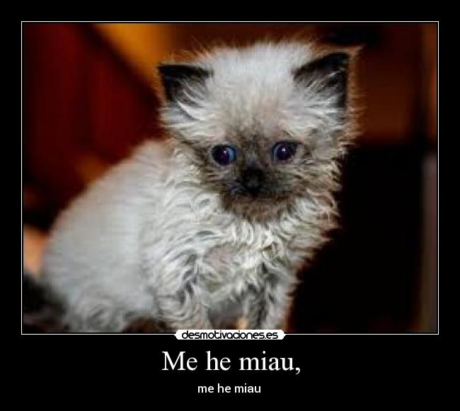 Me he miau, - me he miau