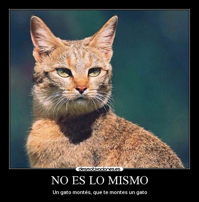 NO ES LO MISMO - 