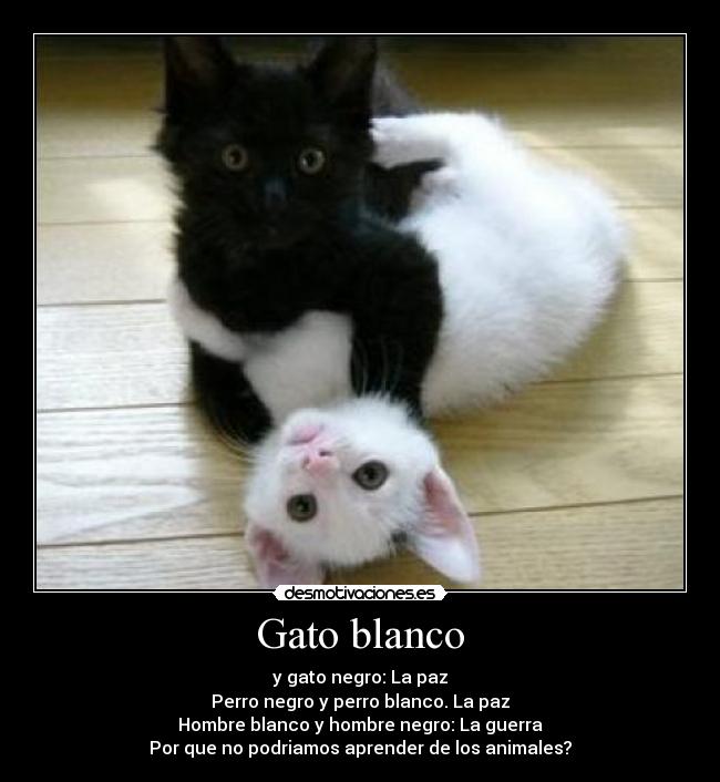 Gato blanco - 