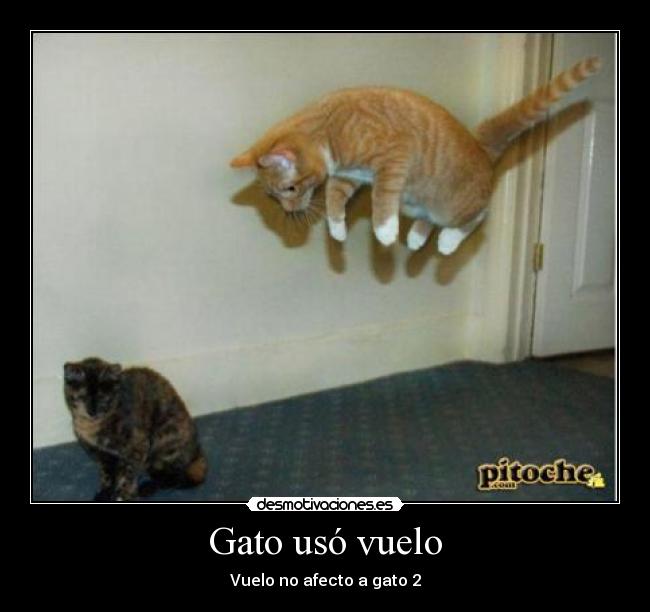 Gato usó vuelo - Vuelo no afecto a gato 2