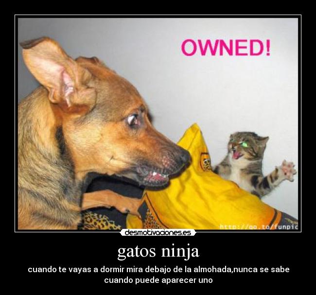 gatos ninja - cuando te vayas a dormir mira debajo de la almohada,nunca se sabe
cuando puede aparecer uno