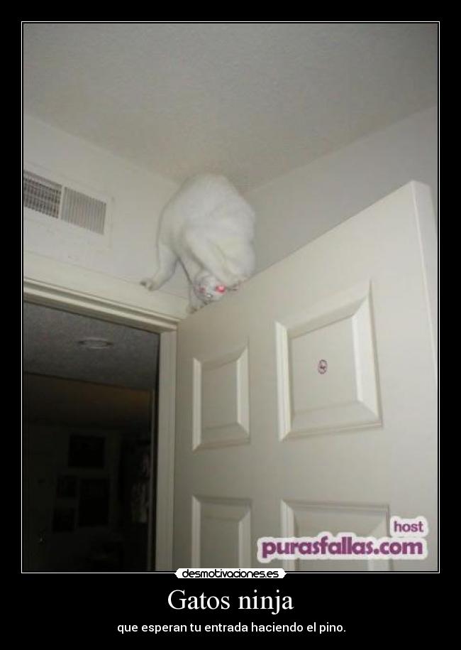 Gatos ninja - 