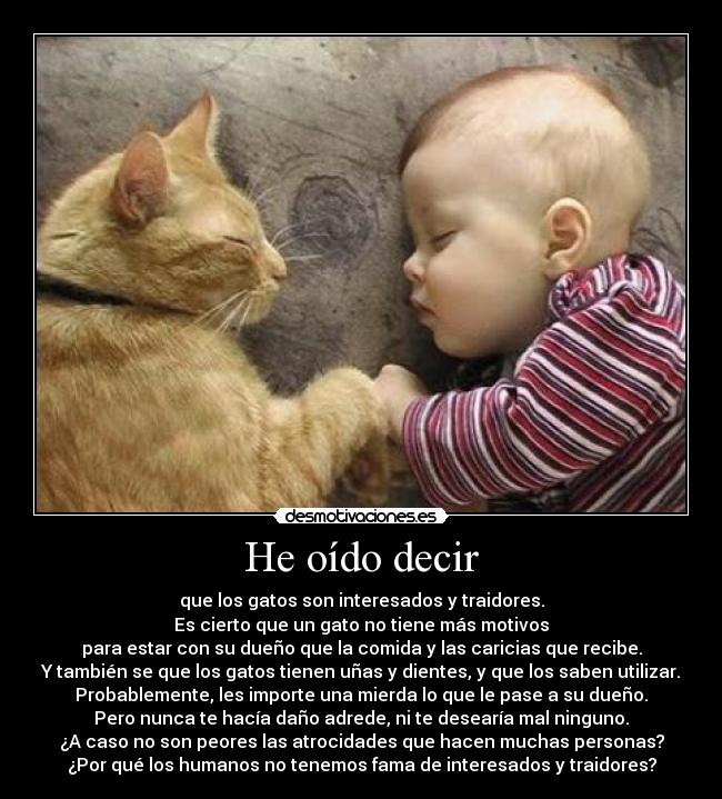 He oído decir - que los gatos son interesados y traidores.
Es cierto que un gato no tiene más motivos
para estar con su dueño que la comida y las caricias que recibe.
Y también se que los gatos tienen uñas y dientes, y que los saben utilizar.
Probablemente, les importe una mierda lo que le pase a su dueño.
Pero nunca te hacía daño adrede, ni te desearía mal ninguno.
¿A caso no son peores las atrocidades que hacen muchas personas?
¿Por qué los humanos no tenemos fama de interesados y traidores?