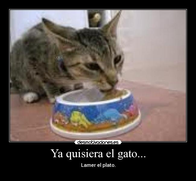 carteles gato desmotivaciones